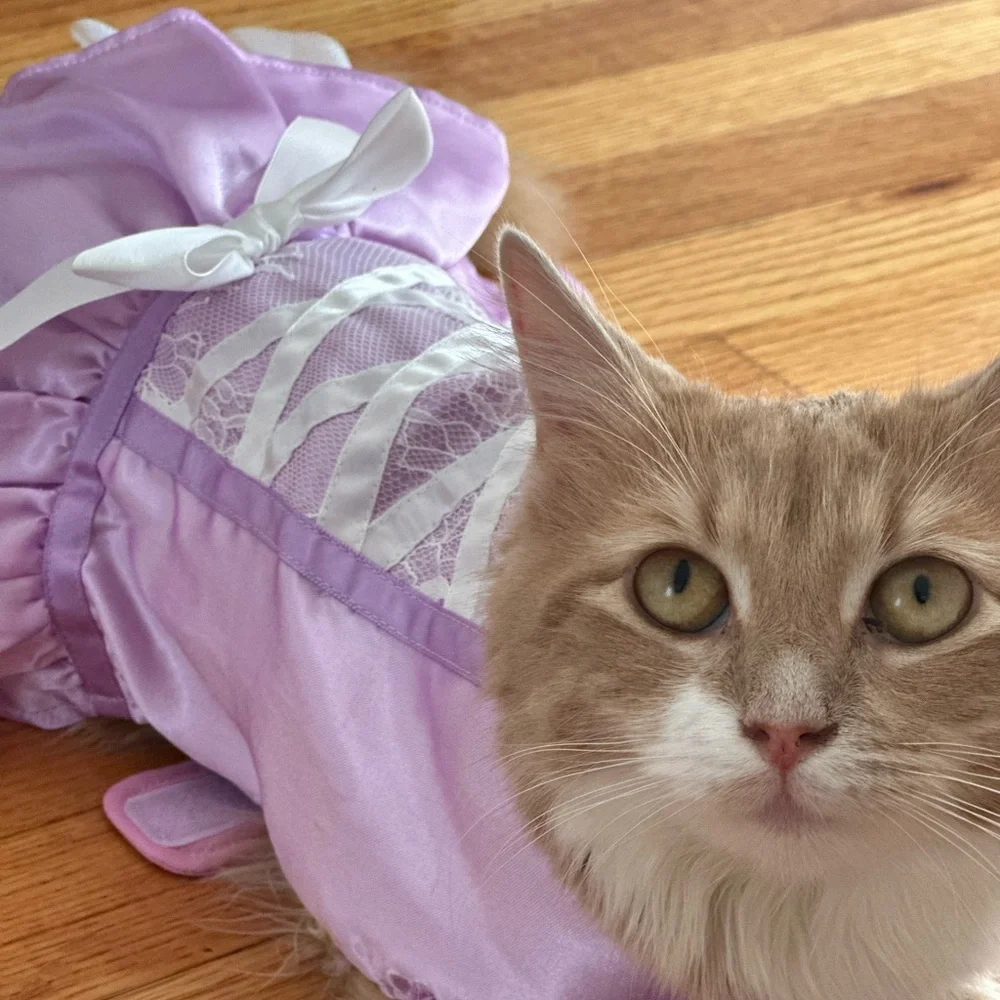 Cat princess Halloween costume